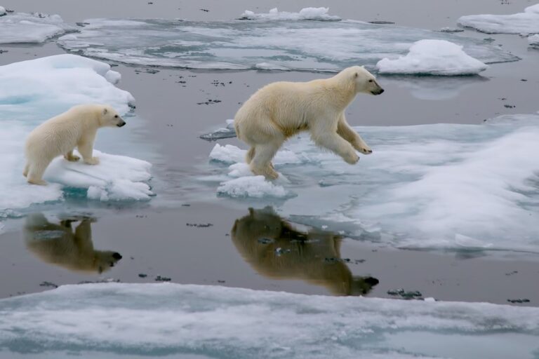 Onderzoekers ontwikkelen hedgen voor klimaatrampen